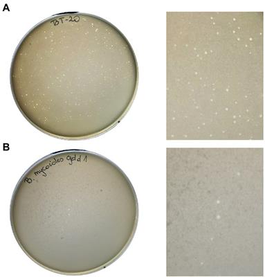 Genome, biology and stability of the Thurquoise phage – A new virus from the Bastillevirinae subfamily